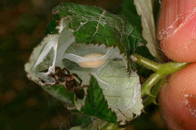 Clubiona_lutescens_D4886_Z_88_Les Gris_Frankrijk.jpg